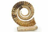 Early Devonian Ammonoid (Anetoceras) - Tazarine, Morocco #320854-1